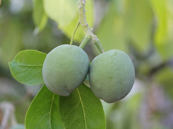 Casimiroa edulis : fruits d'un plant greffé de la variété Suebelle.