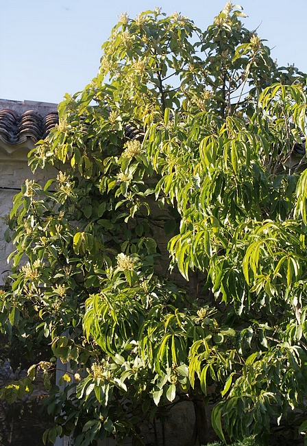 Casimiroa edulis : arbre de 8 ans (en arrière-plan, un avocatier mexicain).