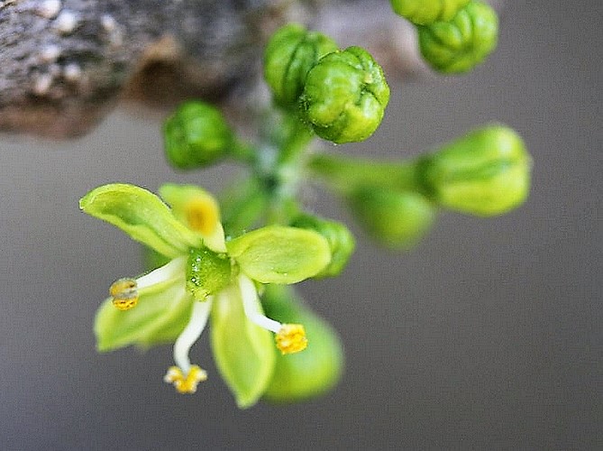 Casimiroa edulis : fleur fécondée et boutons floraux.
