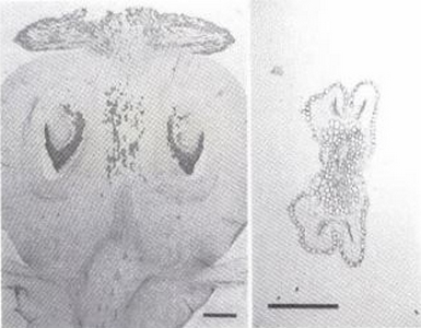 Fleur de C. edulis de type I : coupe longitudinale de l'ovaire (à gauche) et coupe transversale d'une anthère.