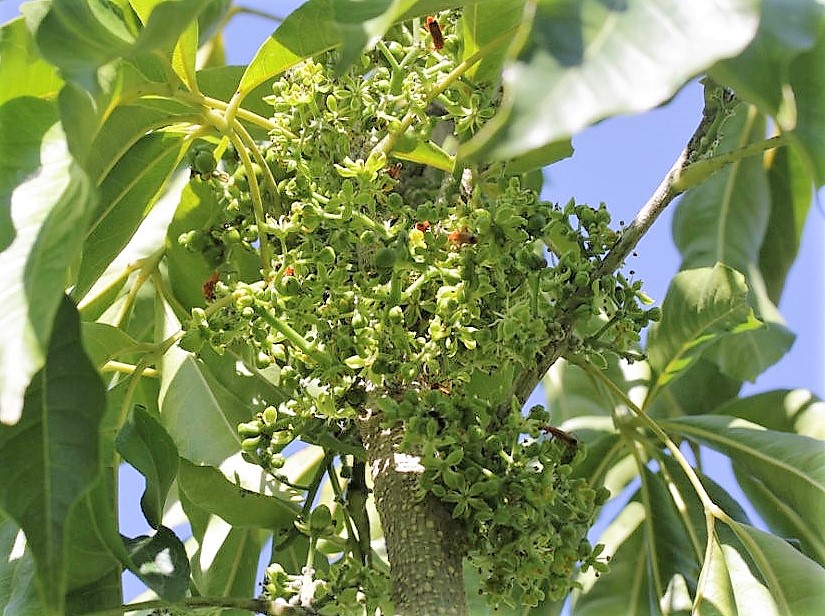 Casimiroa edulis : floraison abondante.