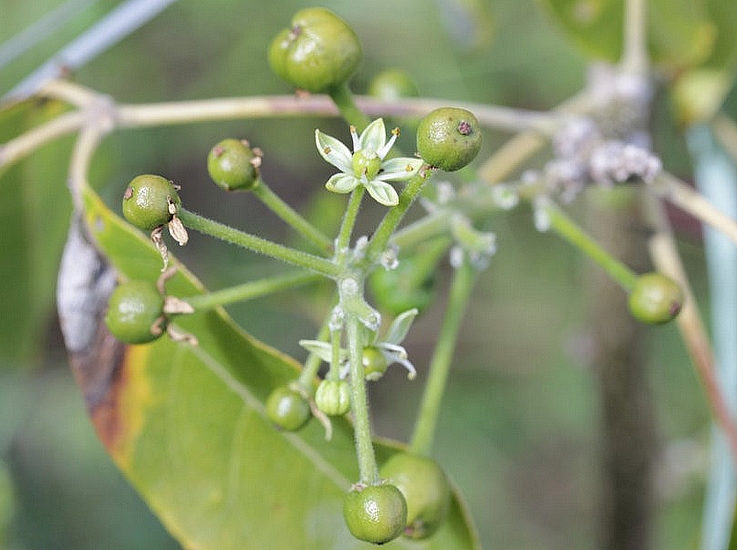 Casimiroa edulis : floraison hivernale.