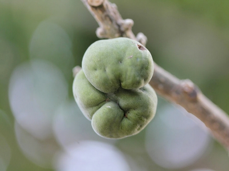 Casimiroa edulis : fruits difformes issus d'un franc.