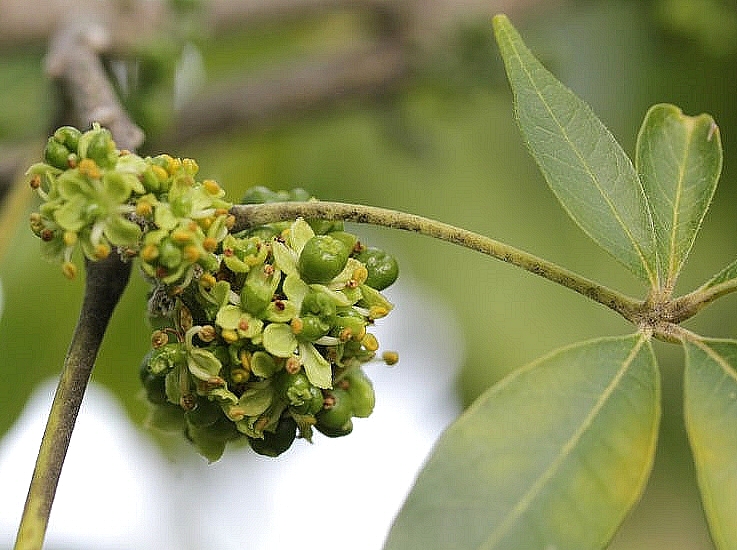 Casimiroa edulis : nouaison.