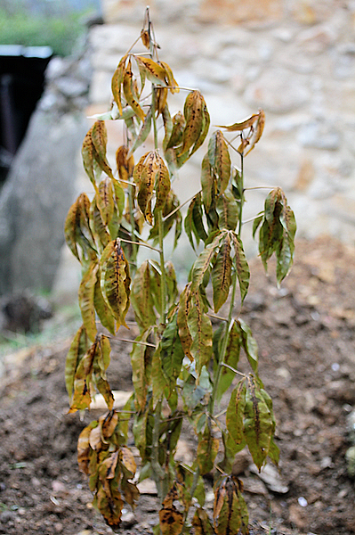 Plant de Casimiroa edulis quinze jours après la vague de froid de février 2018.