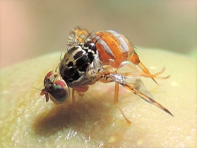 Ceratitis capitata Wiedemann : femelle avec ovipositeur sorti.