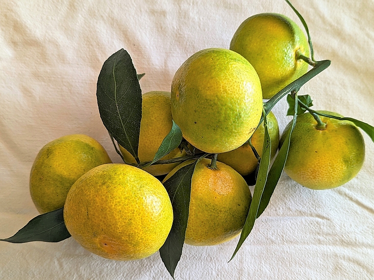 Mandarines Satsuma �Iwasaki'.