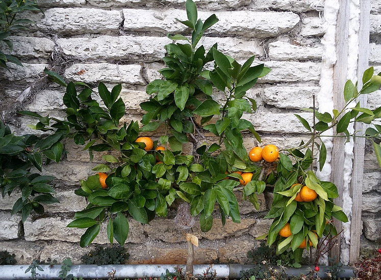 Satsuma �Miyagawa� � Rogachevo, Bulgarie (18 octobre 2018).