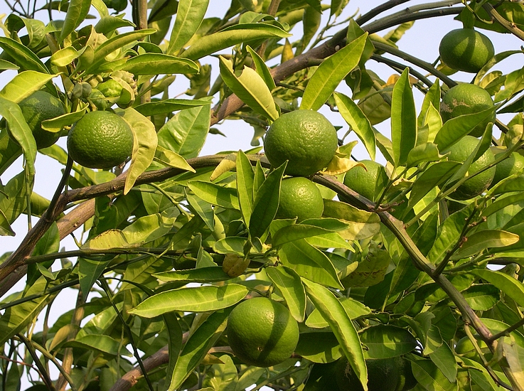 Citrus unshiu Marcov. : branches flexibles.