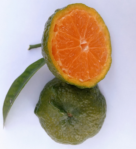 Mandarine Satsuma �Owari� : stade de maturit� 1 (pulpe m�re orange / peau encore verte).