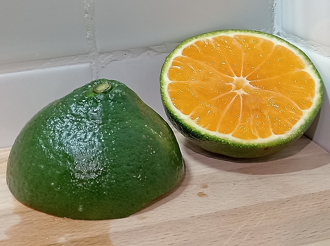 Mandarine Satsuma �Xie Shan� : contraste entre �piderme vert et pulpe orange.