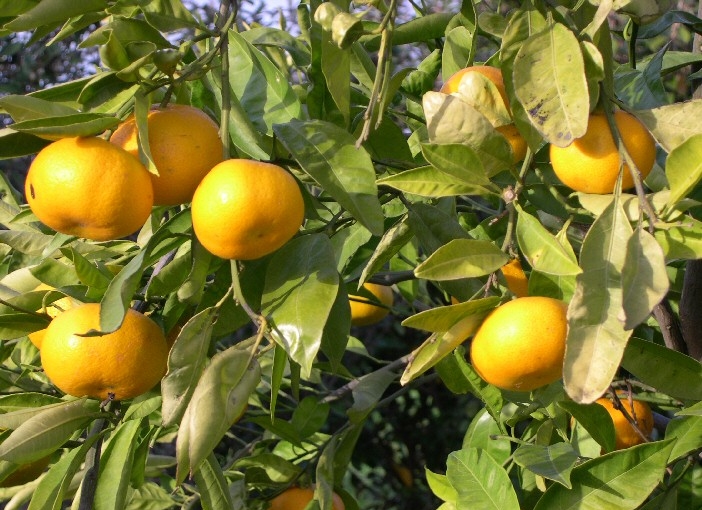 Satsuma �Owari' : fruits m�rs.