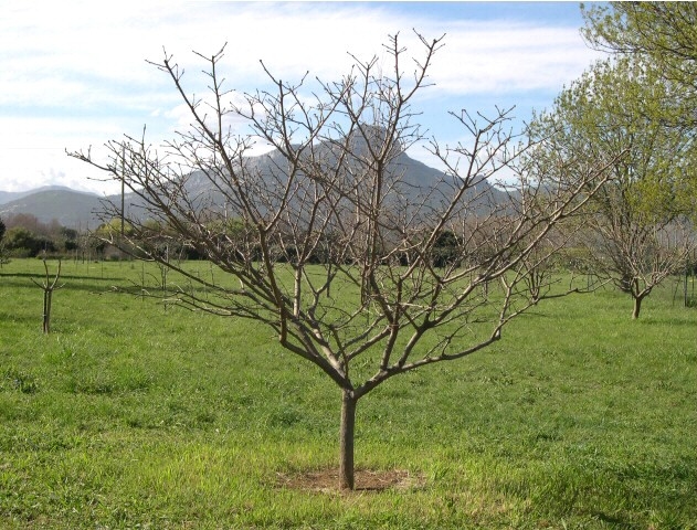 Cudrania tricuspidata : aspect hivernal d'un arbre femelle d'une quinzaine d'ann�es (4,5 m de hauteur).