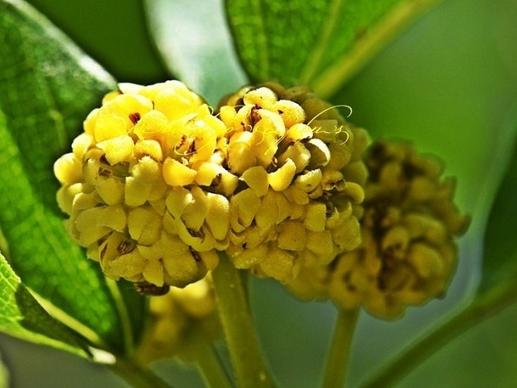 Cudrania tricuspidata : deux capitules de fleurs m�les, 