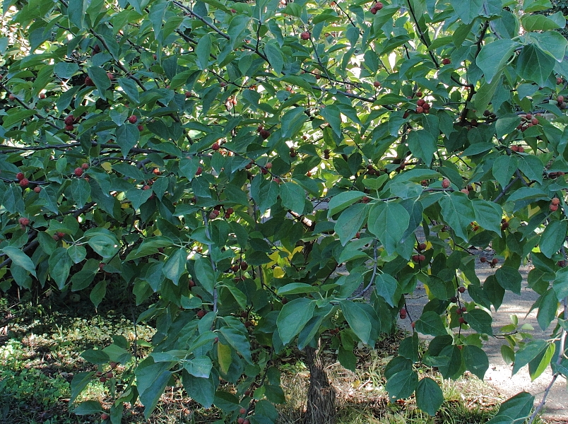 Cudrania tricuspidata : feuillage.
