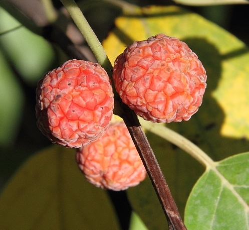 Cudrania tricuspidata : fruits m�rs.