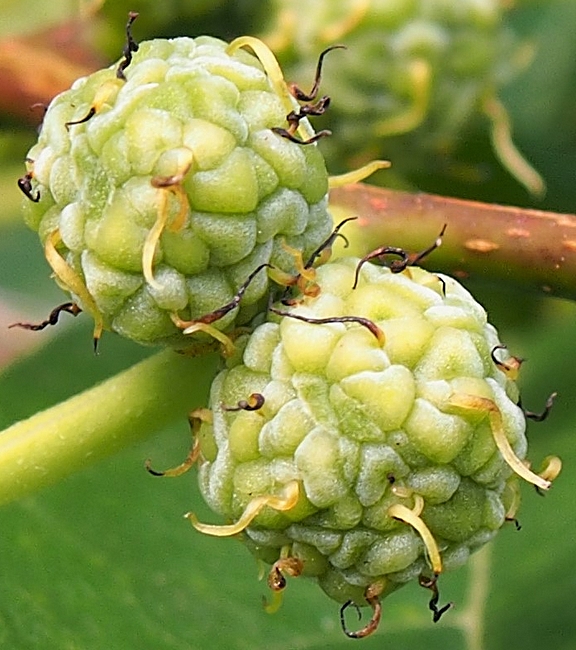 Cudrania tricuspidata : deux capitules de fleurs femelles.