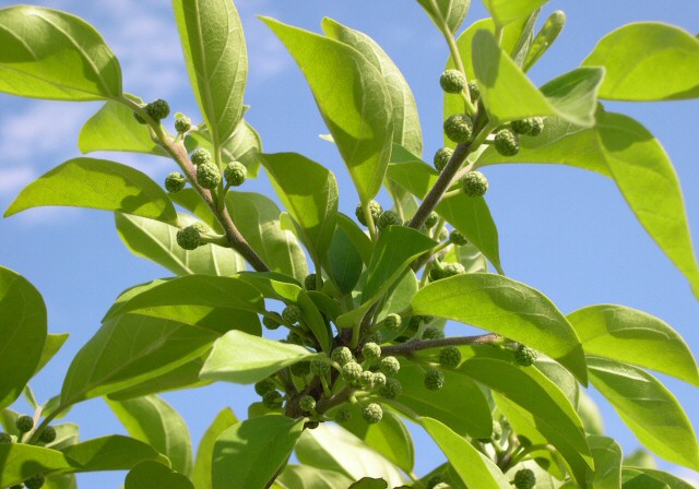 Cudrania tricuspidata : floraison (capitules naissant seuls, ou par deux, � l'aisselle d'une feuille).