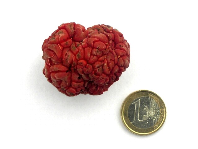 Cudrania tricuspidata : gros fruit m�r cordiforme.