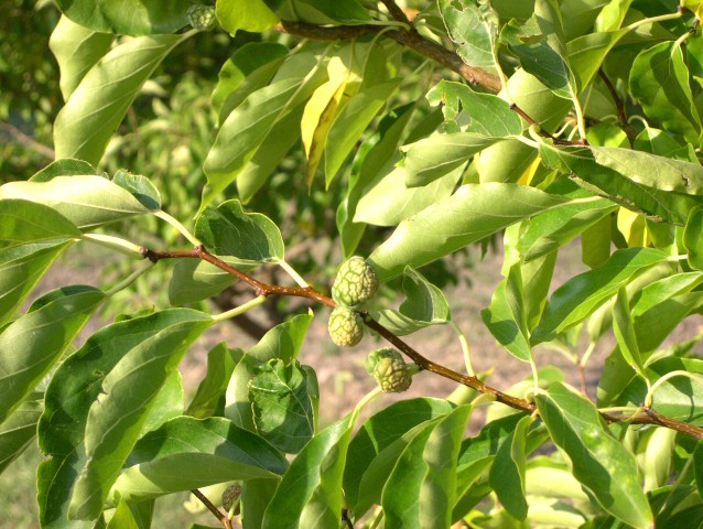 Cudrania tricuspidata : quatre fruits immatures, en cours de d�veloppement, par deux � l'aisselle d'une feuille.