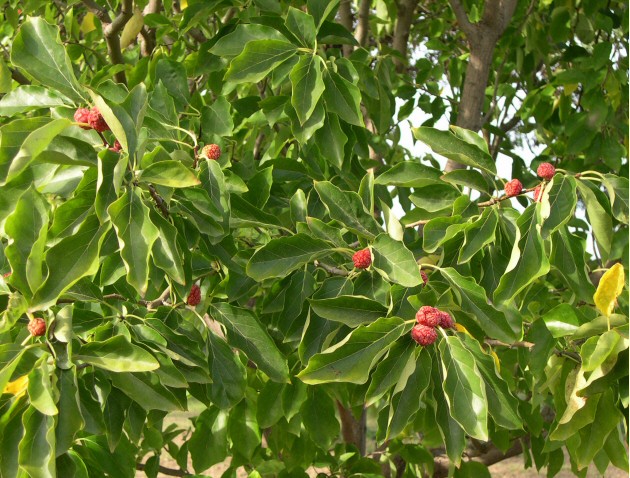 Cudrania tricuspidata : feuillage et fruits m�rs.