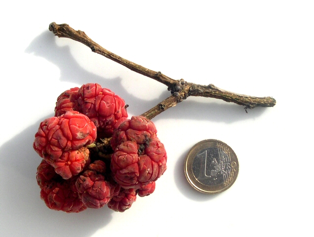 Cudrania tricuspidata : groupe de cinq fruits m�rs.
