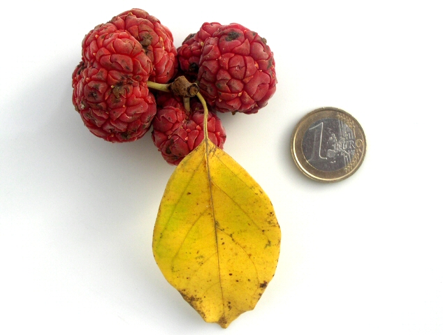 Cudrania tricuspidata : groupe de trois fruits m�rs.