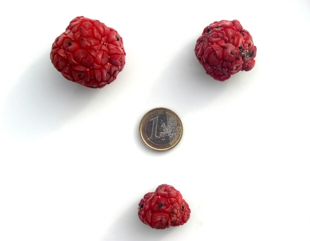 Cudrania tricuspidata : h�t�rog�n�it� de taille des  fruits d'un m�me arbre.