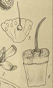 Cudrania tricuspidata : fleur femelle.