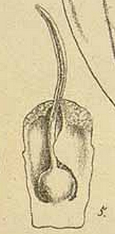 Cudrania tricuspidata : fleur femelle.