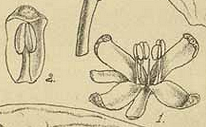 Cudrania tricuspidata : fleur m�le.