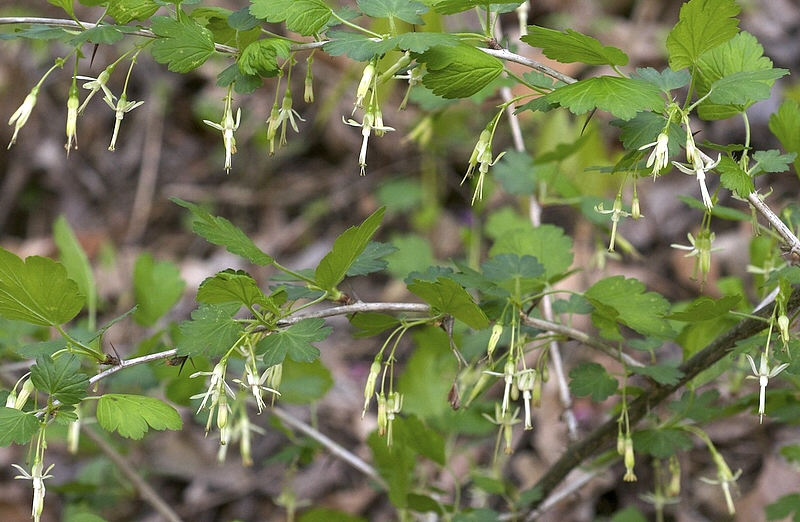 Ribes missouriense Nutt.: fleurs.
