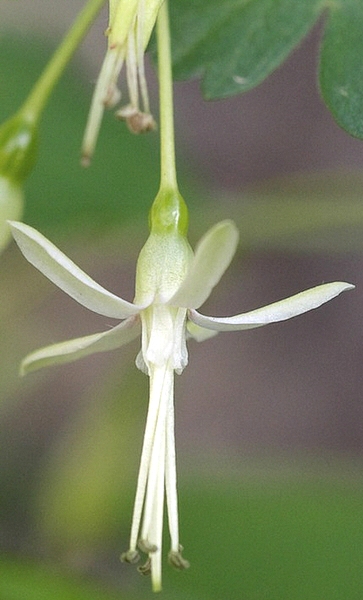 Ribes missouriense Nutt.: fleur.