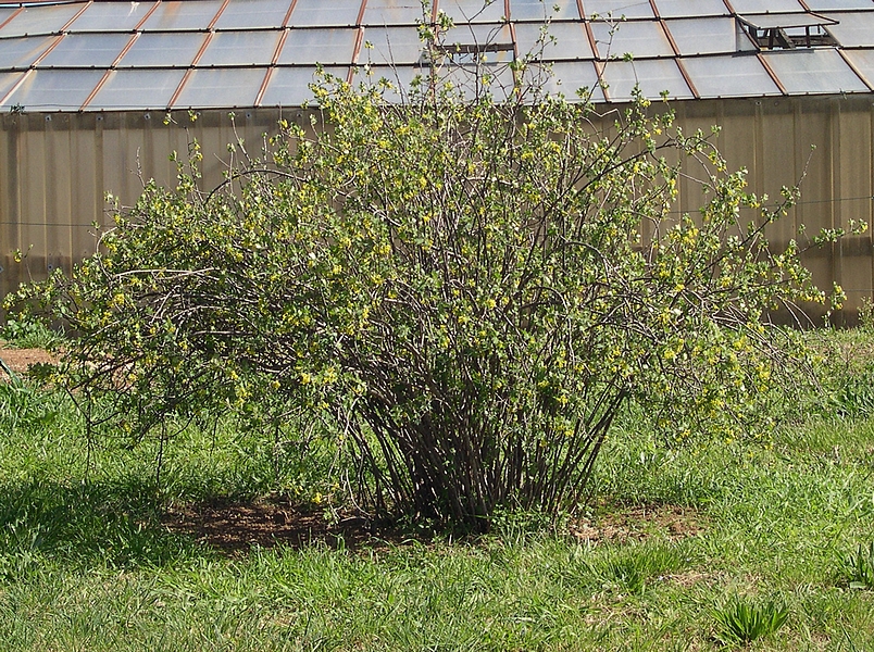 Ribes odoratum 'Black Giant Missouri' : touffe de 20 ans au d�but du printemps (1,80 m de hauteur).