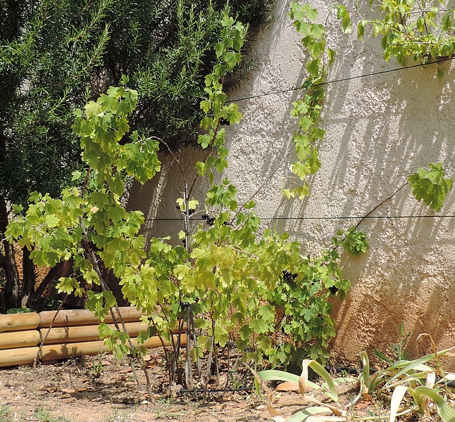 Ribes odoratum 'Black Giant Missouri' : jeune touffe, partiellement paliss�e contre un mur.