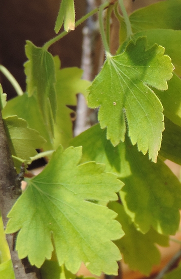 Ribes odoratum 'Black Giant Missouri' : feuilles.