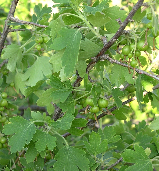 Ribes odoratum 'Black Giant Missouri' : feuillage, et fruits non m�rs.