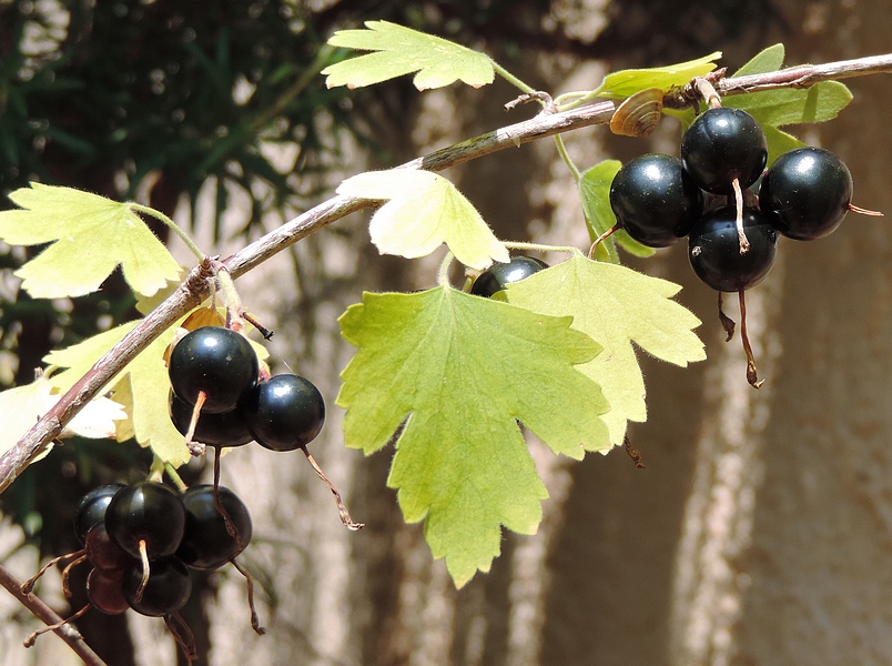 Ribes odoratum 'Black Giant Missouri' : feuille (et fruits m�rs).