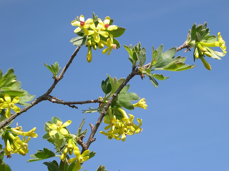 Ribes odoratum 'Black Giant Missouri' : fleurs.