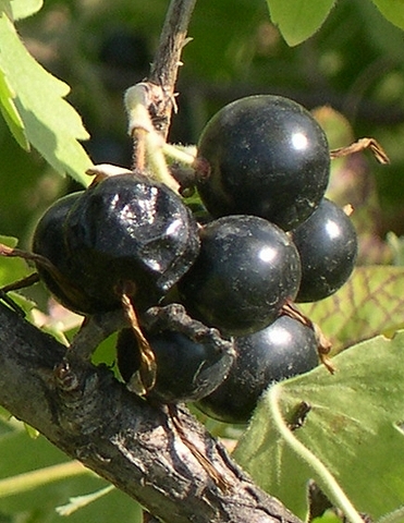 Ribes odoratum 'Black Giant Missouri' : fruit au stade de surmaturit�.