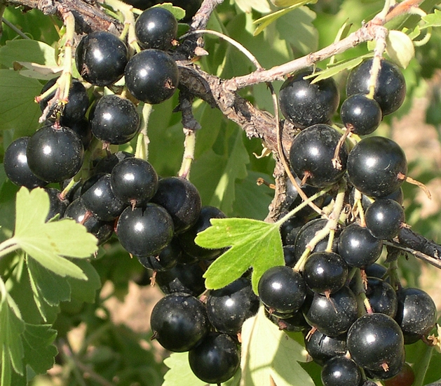 Ribes odoratum 'Black Giant Missouri' : grappes de fruits m�rs.