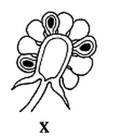 Disposition des drup�oles de la m�re - Rubus fruticosus L