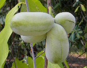Asimina 
triloba