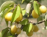Cornus mas var. fructu flavo 
