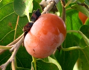 Diospyros virginiana 'Meader'
