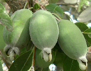 Acca sellowiana