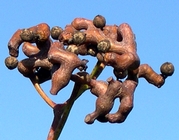 Hovenia dulcis