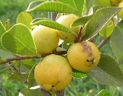 Psidium littorale
